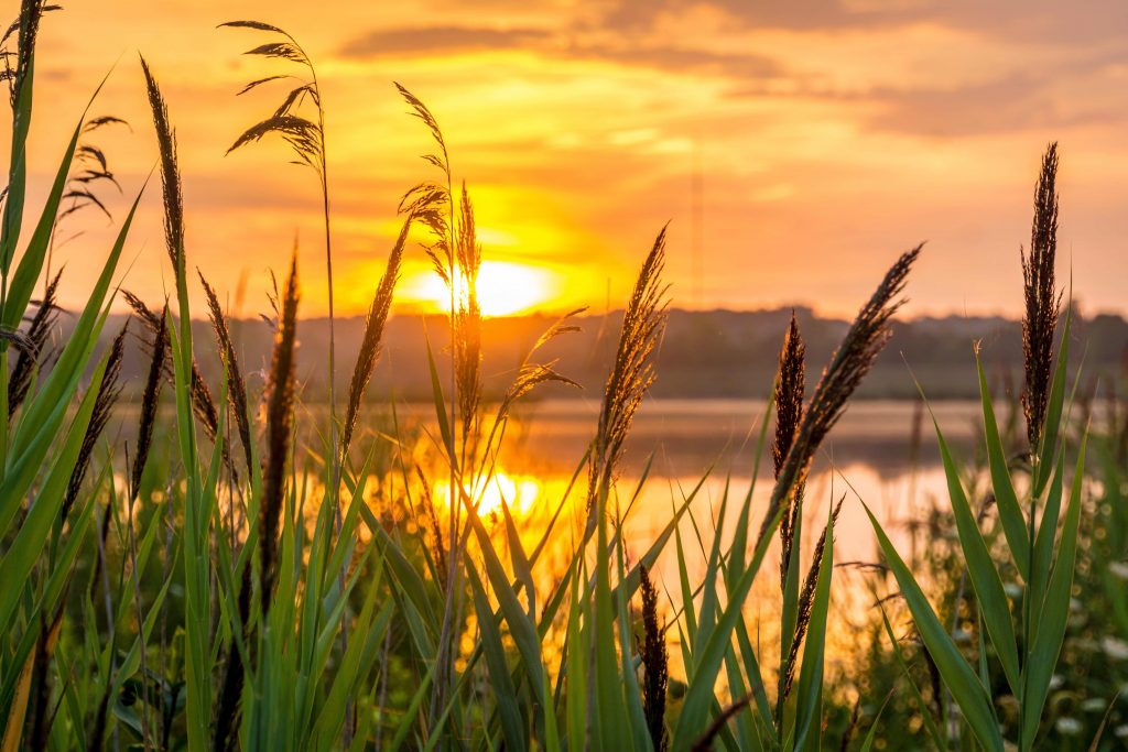 sunrise-grass