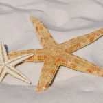 starfish